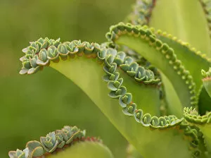 Dicot Gallery: Mother of thousands (Kalanchoe daigremontiana), viviparous growth with vegetative