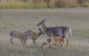 Images Dated 28th February 2022: Mother White-tailed deer (Odocoileus virginianus) allowing young to suckle, Finland. September