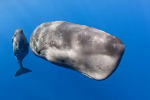 Protector Prints: Mother with young calf Sperm whale (Physeter macrocephalus) Dominica