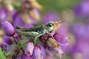 Images Dated 10th October 2010: Mottled grasshopper (Myrmeleotettix maculatus) on Clustered bell heather flower mainly