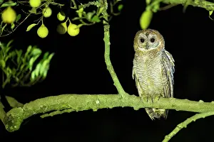 Strigiformes Prints: Mottled wood owl (Strix ocellata) perched on branch at night