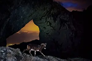 Tuscanny Prints: Mouflon (Ovis musimon) male walking over mountainside at dusk