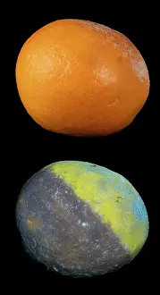 Indoors Prints: Mould on Satsuma under visible light (top) and fluorescing under UV light (bottom)