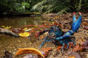 Mount Lewis spiny crayfish (Euastacus fleckeri) in defensive posture with claw raised, at edge of mountain stream, Mount. Lewis, Wet Tropics World Heritage area, Queensland, Australia. Endangered