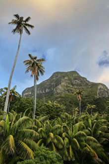 Monocot Gallery: Mount Lidgbird (777 m) and Kentia palms (Howea forsteriana) with two tall Curly palm trees
