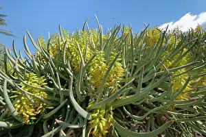 Alien Species Prints: Mountain aloe (Aloe marlothii)