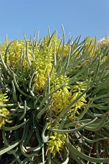 Alien Species Prints: Mountain aloe (Aloe marlothii)