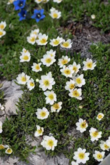 Italy Prints: Mountain avens (Dryas octopetala) in flower, Dolomites, Italy. June