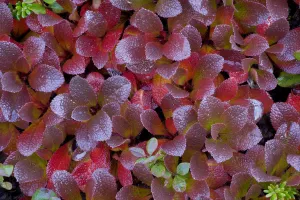 Tundra Prints: Mountain bearberry (arctostaphylos alpinus) Sarek National Park
