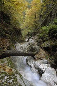 Mountain brook flowing through woodland, Valea Prapastiilor, Piatra Craiului National Park