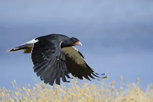 Mountain Caracara (Phalcoboenus megalopterus) taking off, Laguna Canapa, Altiplano