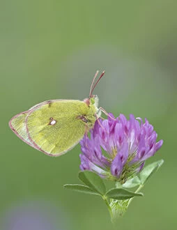 Mountain clouded butterfly (Colias phicomone) on clover flower, Stelvo Pass, Alps, Italy, June