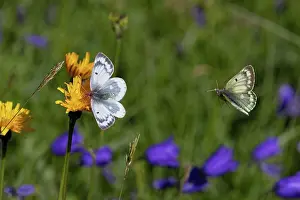 Papilionoidea Prints: Mountain clouded yellow butterfly (Colias phicomone) male approaching female resting on flower