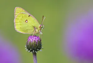 Flowerhead Prints: Mountain Clouded Yellow (Colias phicomone) profile portrait