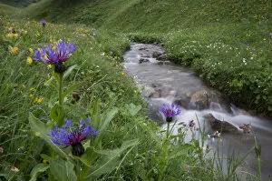 Images Dated 27th June 2009: Mountain cornflower (Centaurea montana) flowering by a mountain stream, Liechtenstein