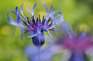 Images Dated 23rd June 2009: Mountain cornflower (Centaurea montana) flower, Liechtenstein, June 2009