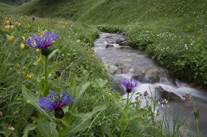 Mountain cornflower (Centaurea montana) flowering by a mountain stream, Liechtenstein
