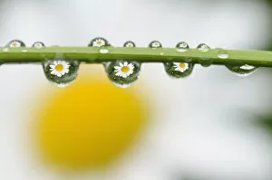 Mountain daisy (Leucanthemum adustum) seen multiple times in water droplets on a blade of grass