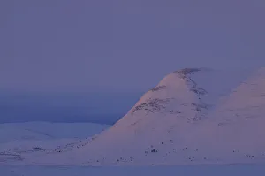 Tundra Prints: Mountain in Dovrefjell National Park, Norway, February 2009