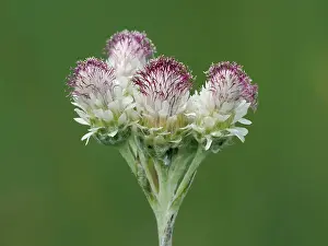 County Durham Prints: Mountain everlasting (Antennaria dioica) close up of female flowers
