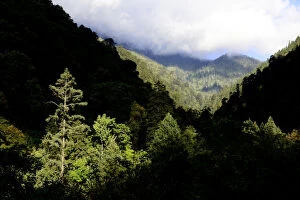 Mountain forests where the Yunnan snub-nosed monkey (Rhinopithecus bieti) lives, Yunnan, China