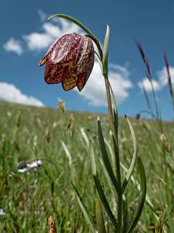 High Altitude Collection: Mountain fritillary (Fritillaria montana) in flower on the slope of Mount Vettore, Umbria, Italy