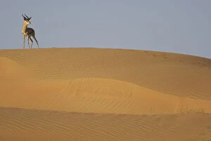 Arabia Gallery: Mountain gazelle (Gazella gazella) standing on sand dune, Dubai Desert Conservation Reserve