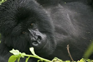 Faces Prints: Mountain gorilla {Gorilla berengei berengei} lying down portrait, Parc des Volcans NP