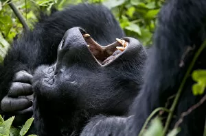 Mountain Gorilla Gallery: Mountain gorilla (Gorilla beringei) resting on back yawning, Bwindi Impenetrable Forest