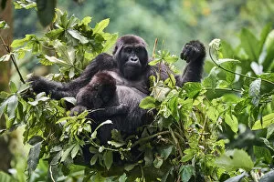 2020 August Highlights Gallery: Mountain gorilla (Gorilla beringei) mother with one month baby feeding in tree