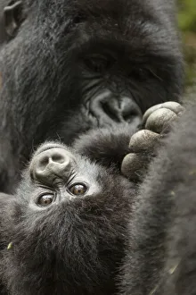 2018 November Highlights Prints: Mountain gorilla (Gorilla beringei beringe) female with baby age
