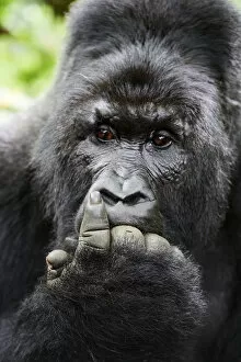 Mountain Gorilla Gallery: Mountain gorilla (Gorilla beringei beringei) silverback male with fingers in mouth