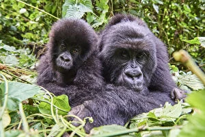 Mountain Gorilla Gallery: Mountain gorilla (Gorilla beringei beringei) female resting with her baby, members