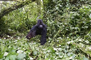 Mountain Gorilla Gallery: Mountain gorilla (Gorilla beringei beringei) silverback male Humba feeding on Driver ant