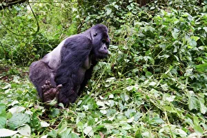 Mountain gorilla (Gorilla beringei beringei) silverback male Humba with