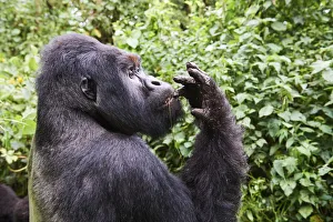 Mountain gorilla (Gorilla beringei beringei) silverback male Humba feeding