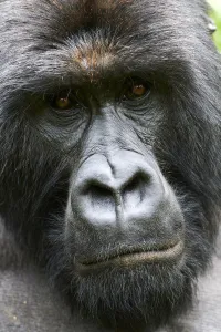 Mountain gorilla (Gorilla beringei beringei) silverback male, head portrait, member