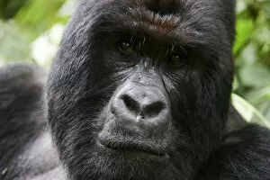 Mountain Gorilla Gallery: Mountain gorilla (Gorilla beringei beringei) silverback male, portrait, member of the Humba group