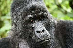 Mountain Gorilla Gallery: Mountain gorilla (Gorilla beringei beringei) silverback male, portrait, member of the Munyaga group