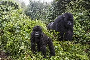 Mountain gorilla (Gorilla beringei beringei), silverback and juvenile son. Volcanoes National Park