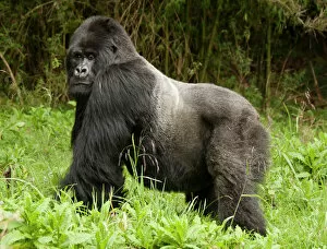 Images Dated 12th May 2011: Mountain Gorilla (Gorilla beringei beringei) Sabyinyo Group, Silverback in meadow