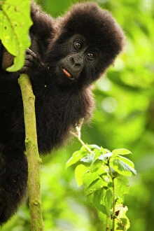 April 2023 Highlights Collection: Mountain gorilla (Gorilla beringei beringei) infant playing on lobelia plant, Kuryama group