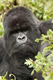 Mountain Gorilla Prints: Mountain gorilla (Gorilla beringei beringei) Amahoro group, silverback, portrait