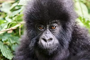 Democratic Republic Of The Congo Gallery: Mountain gorilla (Gorilla beringei beringei) baby, portrait, member of the Humba group