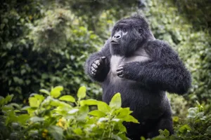 Primate Prints: Mountain gorilla (Gorilla beringei beringei) blackback, juvenile male demonstrating power