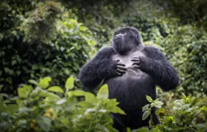 Mountain gorilla (Gorilla beringei beringei) blackback, juvenile male demonstrating power