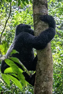 Gorilla Gorilla Beringei Prints: Mountain gorilla (Gorilla beringei beringei) climbing up tree