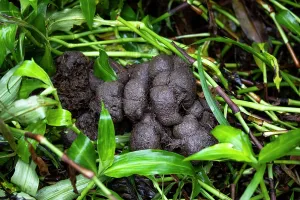 Gorilla Gorilla Beringei Prints: Mountain gorilla (Gorilla beringei beringei) faeces, Bwindi Impenetrable Forest, Uganda