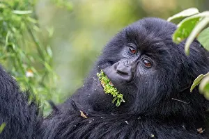 Mountain gorilla (Gorilla beringei beringei) feeding on a mouthful of leaves, Mgahinga Gorilla National Park, Uganda. Endangered
