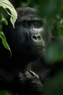 Gorilla Gorilla Beringei Prints: Mountain gorilla (Gorilla beringei beringei) female